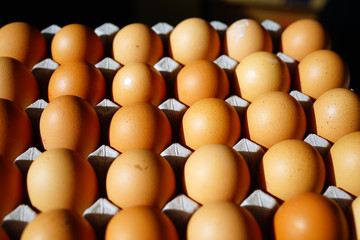 Cartons of fresh free-range brown organic eggs