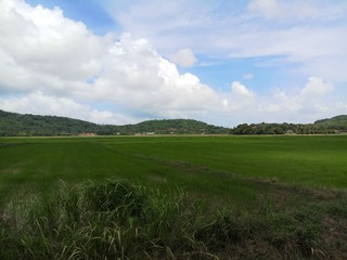 Paddy fields in Langkawi island