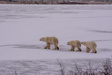 polar bear mother and cubs