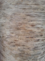 wood texture background