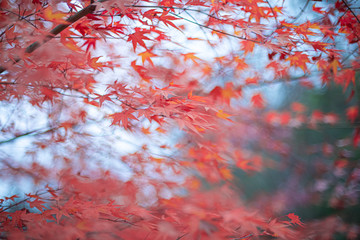 冬近し紅葉