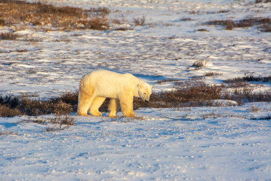 polar bears in the tundra biome