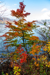 Colorful autumn leaves along Towada lake.