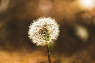 Obraz premium Puszysty mniszek lekarski