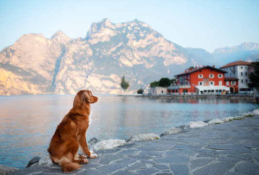 travel with a pet. Dog on the promenade in Italy. Nova Scotia Duck Tolling Retriever posing by the lake