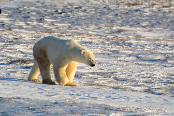 Obraz na płótnie Canvas polar bear walking across a frozen tundra at sunset