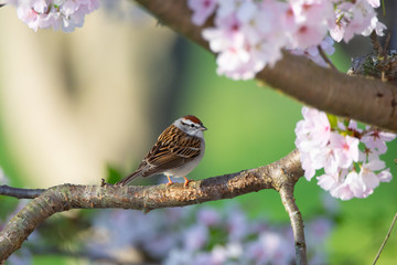 Chipping Sparrow in Flowering Cherry Tree