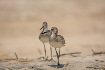 Solitary Sandpipers on the Beach