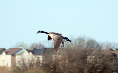 Canadian goose