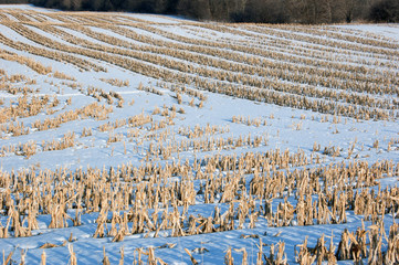 corn field