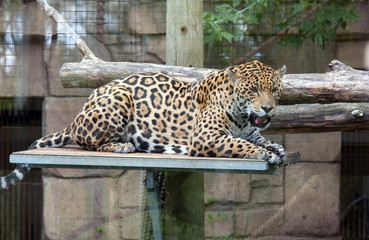 relaxed jaguar