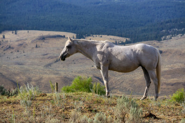 Beautiful White Horse standing in a Farm Field during a sunny summer day. Taken near Kamloops, Interior British Columbia, Canada.