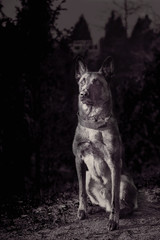 Belgian shepherd Malinois dog