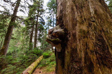 Tree Fungus growing in a rain forest during a vibrant sunny summer day. Taken on Grouse Mountain in North Vancouver, British Columbia, Canada.