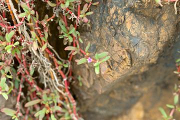 Close up green and red leaves background. Tropical plant climbing stone wall.