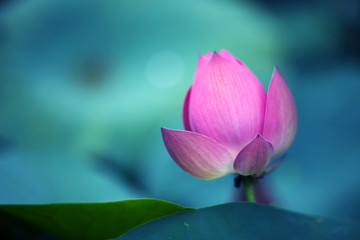 A pink lotus that is about to bloom in a pond
