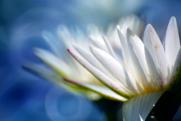 Close-up shot of white lotus petals, excellent background bokeh makes the light and shadow more beautiful