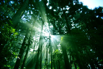 The morning sun penetrates through the trunk of a dense forest, showing a beautiful light