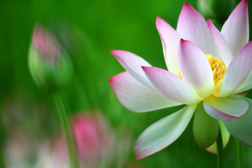 Fototapeta premium A pink and white lotus is blooming beautifully in the pond