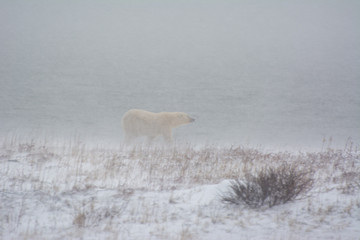 polar bear walks head first into a blizzard