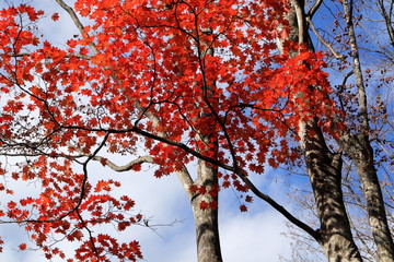 日本・秩父　山頂の風景	