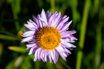 Purple Daisy