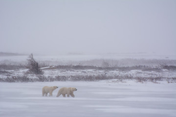 two polar bears cross a frozen pond in a blizzard