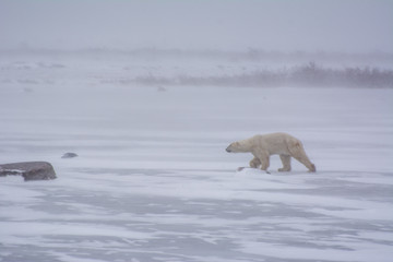 Obraz na płótnie Canvas polar bear walks across a frozen pond in a snow storm