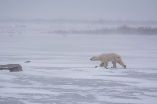 Polar Bear Walks Across A Frozen Pond In A Snow Storm