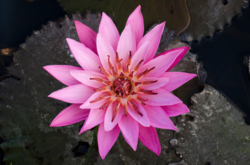 pink lotus flower