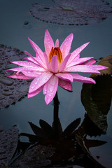 pink lotus flower in pond