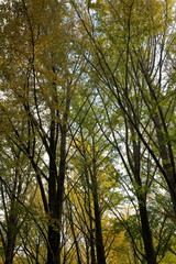 Obraz premium 木々の秋模様