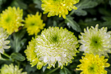  Daisy chrysanthemum 2019 Chrysanthemum Exhibition, Lin Guantun, Taipei, Taiwan