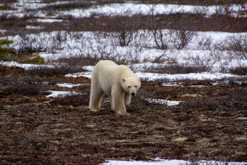 polar bear walks over the tundra
