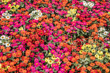  Daisy chrysanthemum 2019 Chrysanthemum Exhibition, Lin Guantun, Taipei, Taiwan