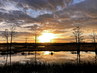 Silhouette of cypress trees and bayou during sunset in the swamp