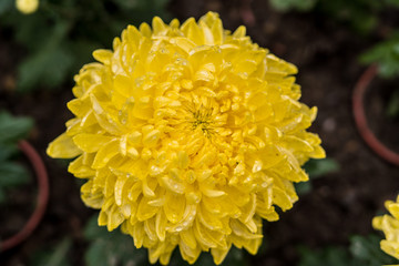  Daisy chrysanthemum 2019 Chrysanthemum Exhibition, Lin Guantun, Taipei, Taiwan
