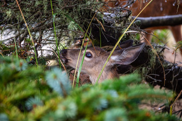 Small Deer in the forest is eating during a rainy summer day. Taken in Cape Kiwanda, Pacific City, Oregon Coast, United States of America.