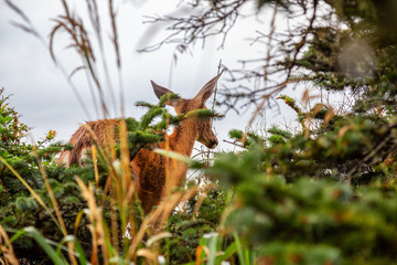 Small Deer in the forest is eating during a rainy summer day. Taken in Cape Kiwanda, Pacific City, Oregon Coast, United States of America.