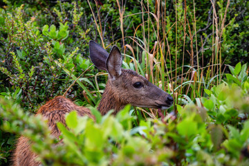 Naklejka na ściany i meble Small Deer in the forest is eating during a rainy summer day. Taken in Cape Kiwanda, Pacific City, Oregon Coast, United States of America.