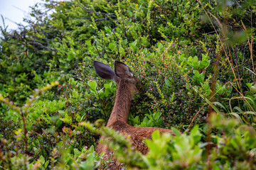 Small Deer in the forest is eating during a rainy summer day. Taken in Cape Kiwanda, Pacific City, Oregon Coast, United States of America.