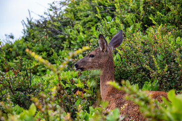Small Deer in the forest is eating during a rainy summer day. Taken in Cape Kiwanda, Pacific City, Oregon Coast, United States of America.
