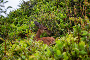 Small Deer in the forest is eating during a rainy summer day. Taken in Cape Kiwanda, Pacific City, Oregon Coast, United States of America.