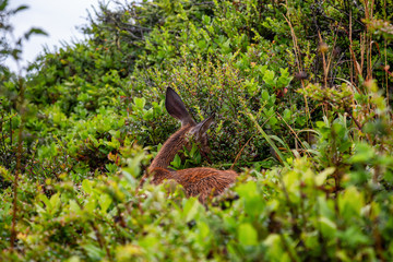 Small Deer in the forest is eating during a rainy summer day. Taken in Cape Kiwanda, Pacific City, Oregon Coast, United States of America.