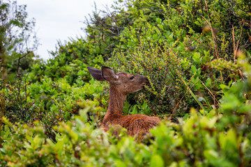 Small Deer in the forest is eating during a rainy summer day. Taken in Cape Kiwanda, Pacific City, Oregon Coast, United States of America.