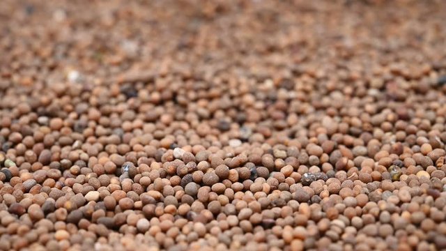 side view herb medicine TuSiZi or Cuscutae Semen or Chinese Dodder Seed rotate and pause