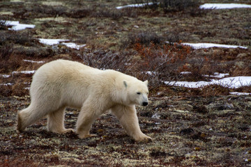 Fototapeta na wymiar polar bear walks by sniffing the air