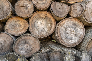 Wooden background, close up of cut tree trunk