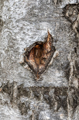 Wooden background, birch trunk, birch bark