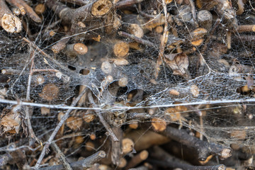 Brushwood and branches textured background with spider web